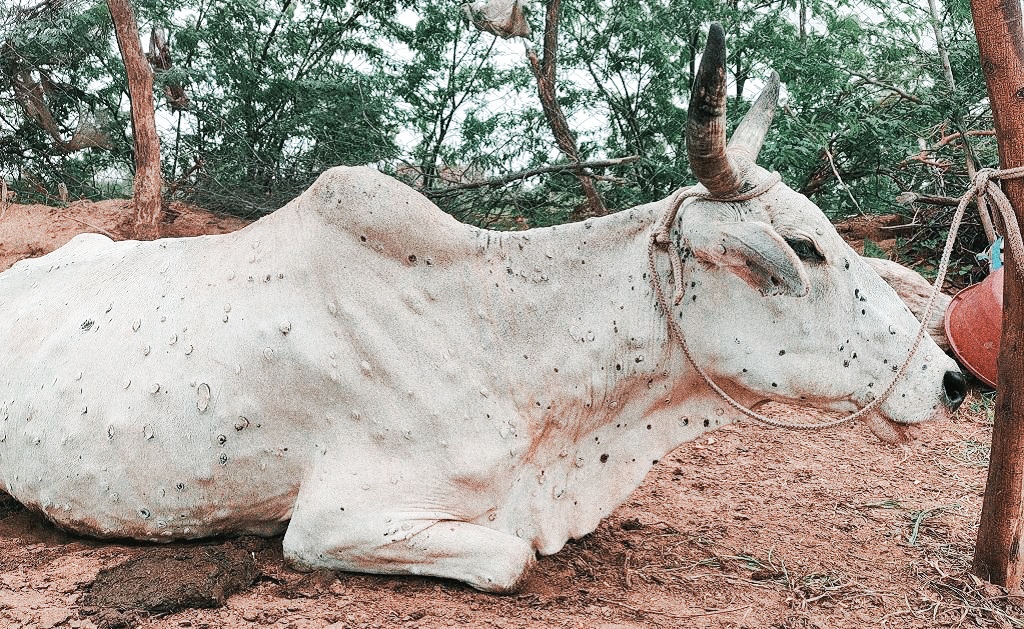 लम्पी वायरस से बचाव के लिए कराएं टीकाकरण रोकथाम के लिए पशुपालन विभाग ने जारी की एडवाइजरी।