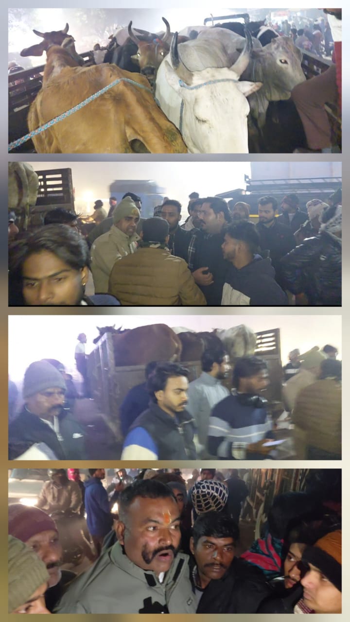 बजरंग दल ने पकड़ी गौवंश से भरी दो ट्रॉलियां, कटघर पुलिस मौके पर पहुंची।
