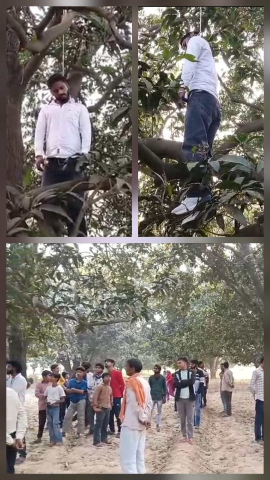 मिलक में पेड़ पर लटका मिला युवक, इलाके में सनसनी।